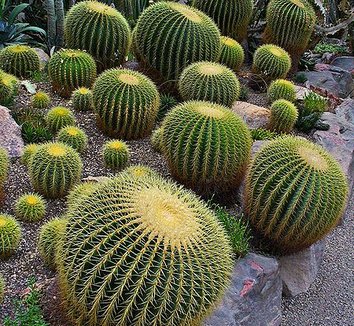 Echinocactus grusonii 4 form