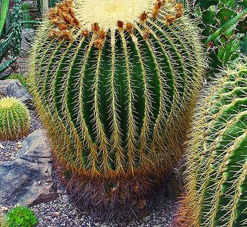 Echinocactus grusonii 5 form