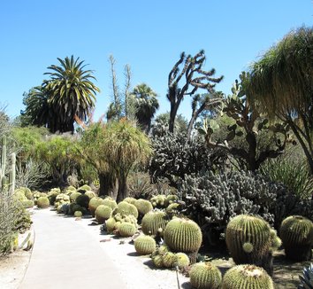 Echinocactus grusonii 12