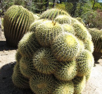 Echinocactus grusonii 11 form