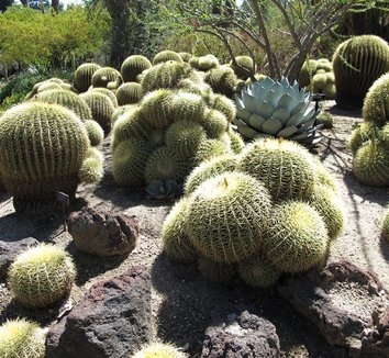 Echinocactus grusonii 13 form