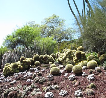 Echinocactus grusonii 10 form