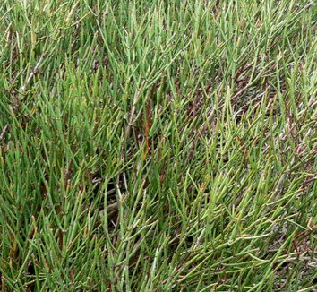 Ephedra americana v. andina Ephedra americana andina Ephedra andina