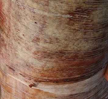 Betula albosinensis 'Septentrionalis' 1