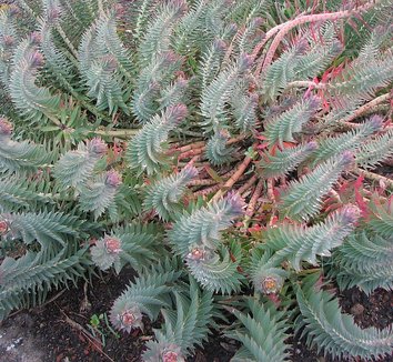 Euphorbia rigida 5