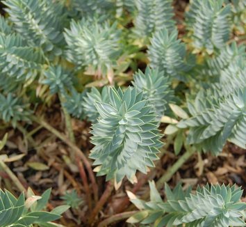 Euphorbia rigida 4