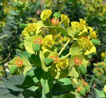 Euphorbia rigida 3 flower