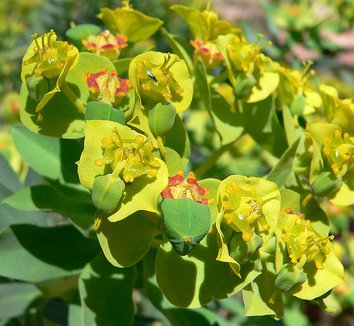 Euphorbia rigida 2 flower, macro
