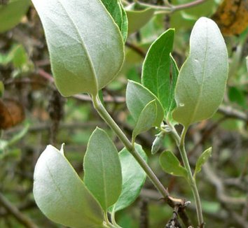 Garrya veatchii 3