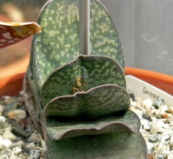 Gasteria disticha 1