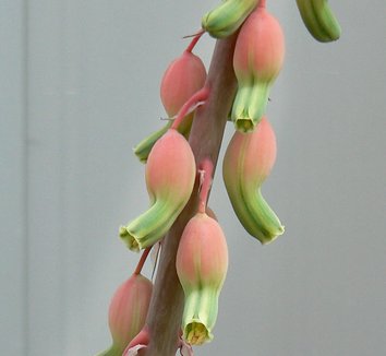 Gasteria disticha 2