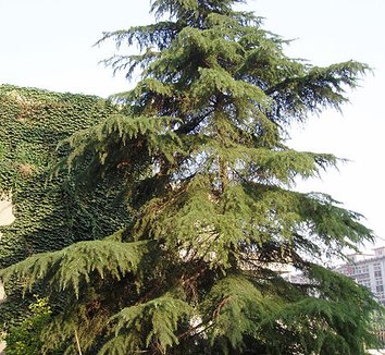 cedrus deodara deodara cedar california christmas tree cedrus deodara deodara cedar california christmas tree