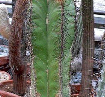 Isolatocereus dumortieri 1 form