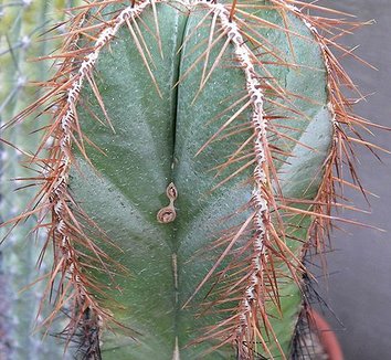 Isolatocereus dumortieri 2 form