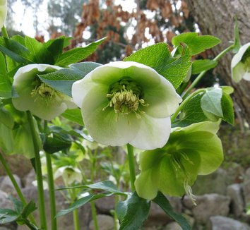 Helleborus orientalis 1 flower