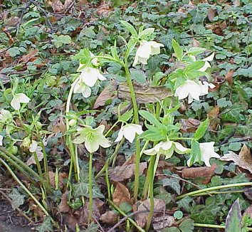 Helleborus orientalis 4 flower