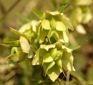 Helleborus orientalis 2 seed pod
