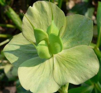 Helleborus orientalis 6 seed pod