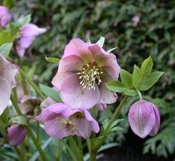 Helleborus orientalis 7 flower