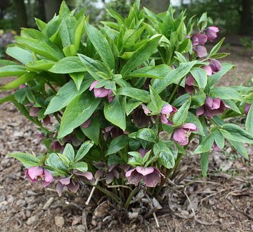 Helleborus orientalis 8 form