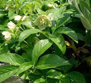 Helleborus orientalis 9 flower