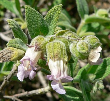 Lepechinia calycina 5 flower