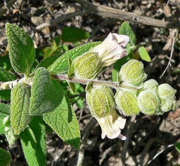 Lepechinia calycina 4 flower, form