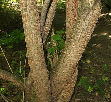 Acer caudatum ssp. ukurunduense 4 trunk
