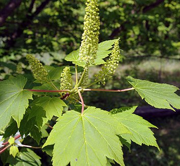 Acer caudatum ssp. ukurunduense 5 flower
