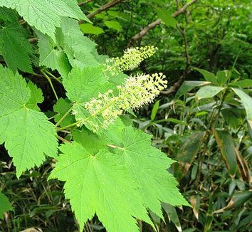 Acer caudatum ssp. ukurunduense 6 flower