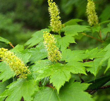 Acer caudatum ssp. ukurunduense 7 flower