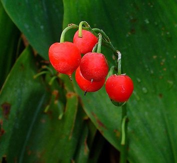 Convallaria majalis 8