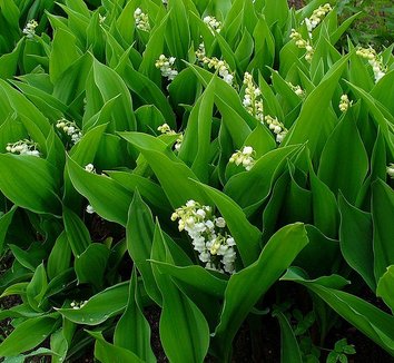 Convallaria majalis 1 flower