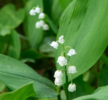 Convallaria majalis 10 flower