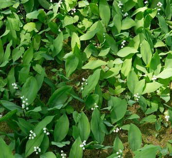 Convallaria majalis 12 flower
