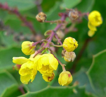 Mahonia repens 2 flower