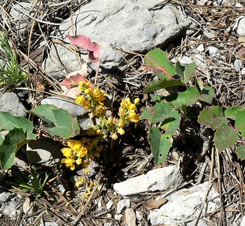 Mahonia repens 3 flower, habit