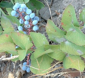 Mahonia repens 5