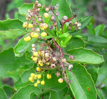 Mahonia repens 1 flower