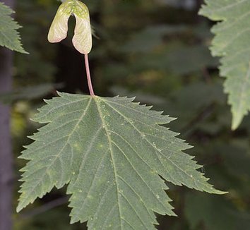 Acer glabrum var. douglasii 1