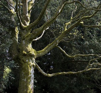 Acer cappadocicum 1 form