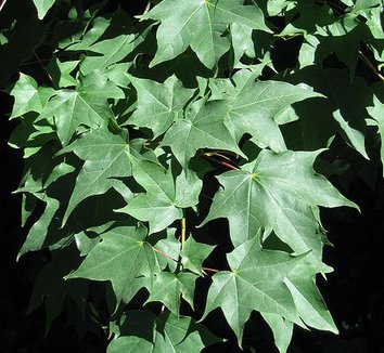 Acer cappadocicum 4