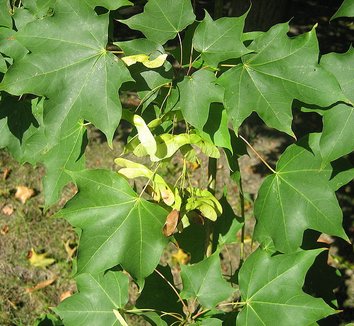 Acer cappadocicum 5