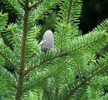 Abies homolepis 1 cones