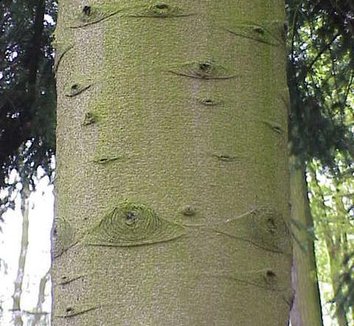 Abies homolepis 3 trunk