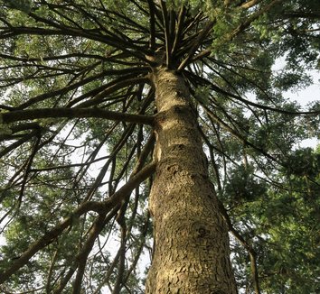 Abies homolepis 4 trunk