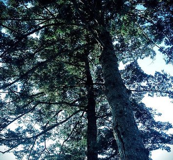 Abies homolepis 5