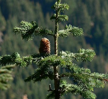 Abies amabilis 3 cones