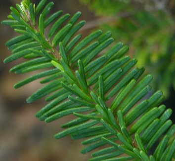 Abies amabilis 4