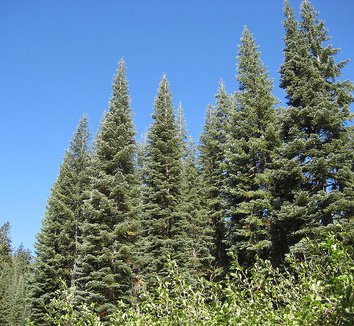 Abies magnifica 3 form